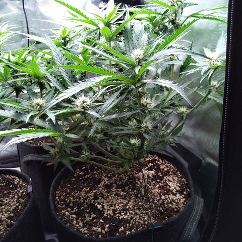 Sieglinde (cherry Cola auto by fastbuds) growlog timeline photo