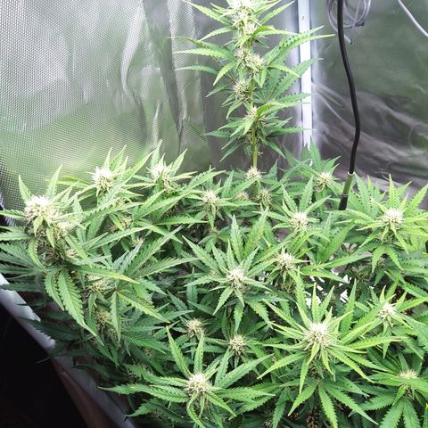 Anneliese (Amnesia zkittlez auto by fastbuds) growlog timeline photo