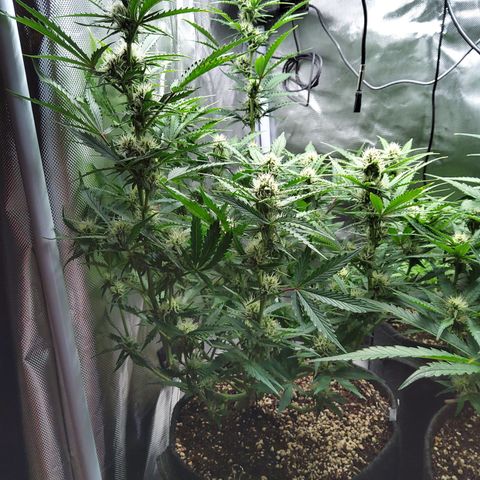 Anneliese (Amnesia zkittlez auto by fastbuds) growlog timeline photo
