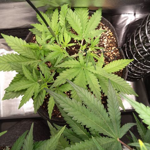 Northern Lights Auto by White Label growlog timeline photo