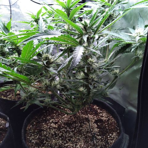 Sieglinde (cherry Cola auto by fastbuds) growlog timeline photo