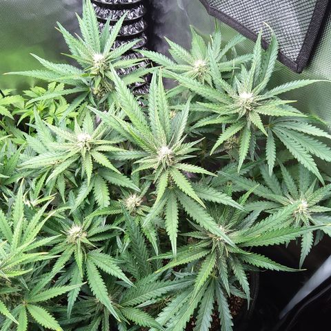 Sieglinde (cherry Cola auto by fastbuds) growlog timeline photo