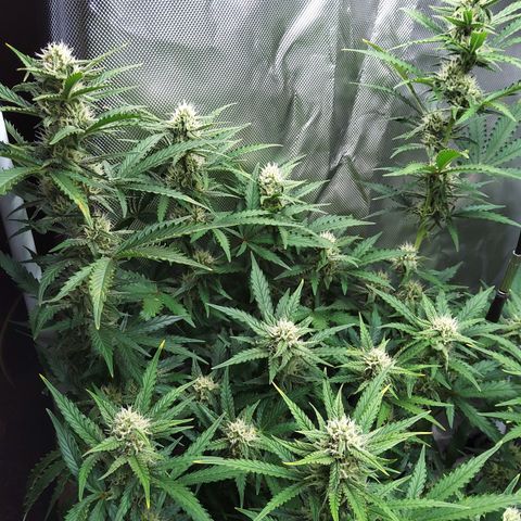 Anneliese (Amnesia zkittlez auto by fastbuds) growlog timeline photo