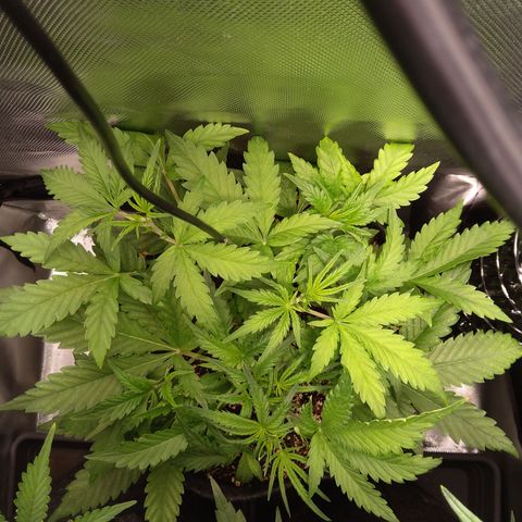 Northern Lights Auto by White Label growlog timeline photo