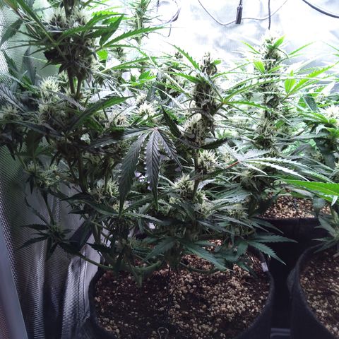Anneliese (Amnesia zkittlez auto by fastbuds) growlog timeline photo