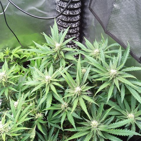 Sieglinde (cherry Cola auto by fastbuds) growlog timeline photo
