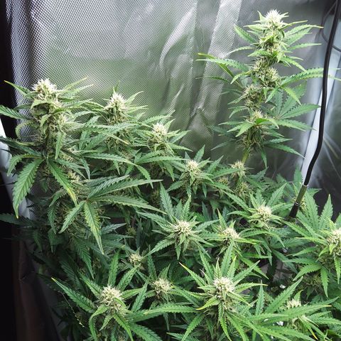 Anneliese (Amnesia zkittlez auto by fastbuds) growlog timeline photo