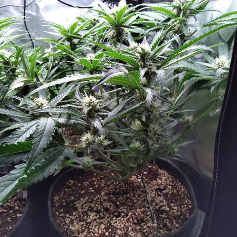 Sieglinde (cherry Cola auto by fastbuds) growlog timeline photo
