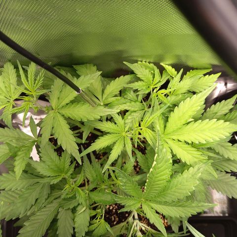 Northern Lights Auto by White Label growlog timeline photo