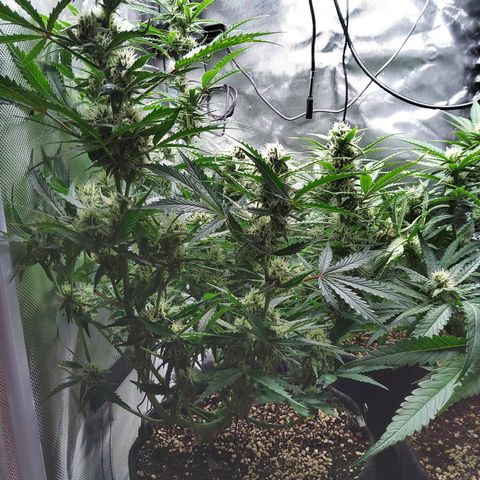 Anneliese (Amnesia zkittlez auto by fastbuds) growlog timeline photo