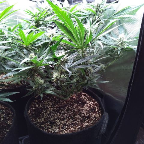 Sieglinde (cherry Cola auto by fastbuds) growlog timeline photo