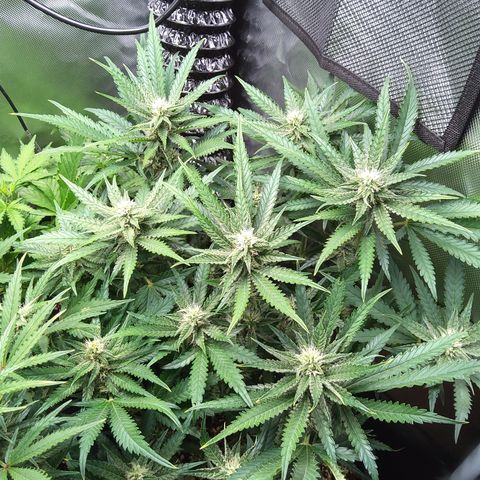 Sieglinde (cherry Cola auto by fastbuds) growlog timeline photo