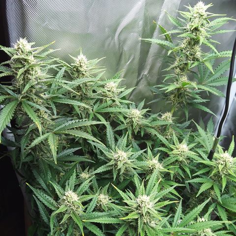 Anneliese (Amnesia zkittlez auto by fastbuds) growlog timeline photo