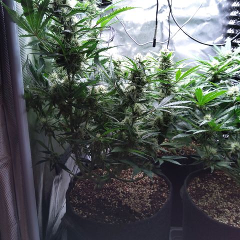 Anneliese (Amnesia zkittlez auto by fastbuds) growlog timeline photo