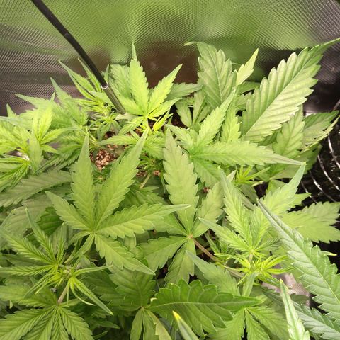 Northern Lights Auto by White Label growlog timeline photo