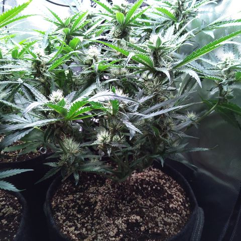 Sieglinde (cherry Cola auto by fastbuds) growlog timeline photo