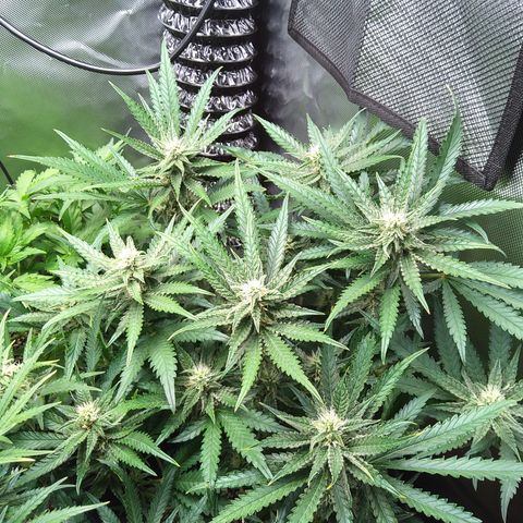 Sieglinde (cherry Cola auto by fastbuds) growlog timeline photo