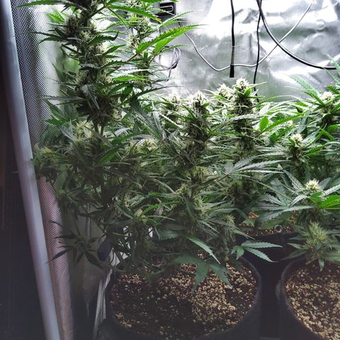 Anneliese (Amnesia zkittlez auto by fastbuds) growlog timeline photo