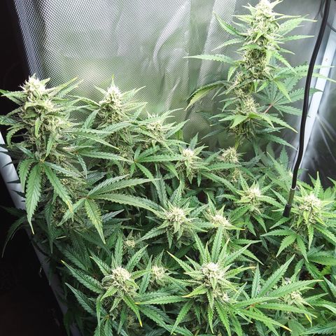 Anneliese (Amnesia zkittlez auto by fastbuds) growlog timeline photo