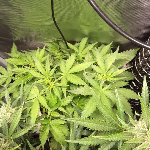 Northern Lights Auto by White Label growlog timeline photo