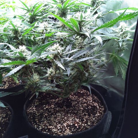 Sieglinde (cherry Cola auto by fastbuds) growlog timeline photo