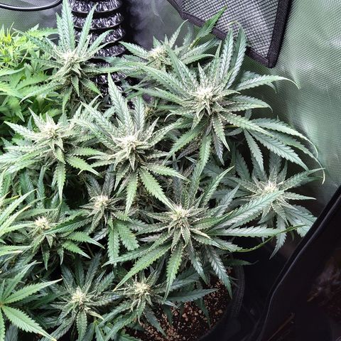 Sieglinde (cherry Cola auto by fastbuds) growlog timeline photo