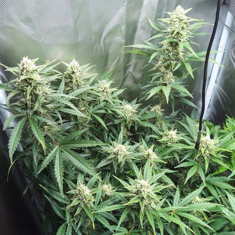 Anneliese (Amnesia zkittlez auto by fastbuds) growlog timeline photo