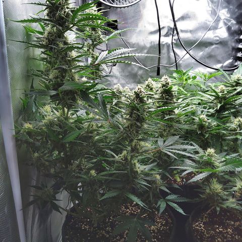 Anneliese (Amnesia zkittlez auto by fastbuds) growlog timeline photo