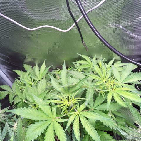 Northern Lights Auto by White Label growlog timeline photo