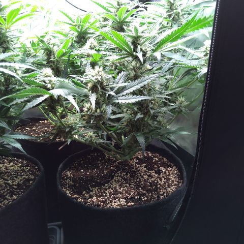 Sieglinde (cherry Cola auto by fastbuds) growlog timeline photo