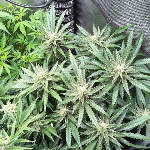 Sieglinde (cherry Cola auto by fastbuds) growlog timeline photo