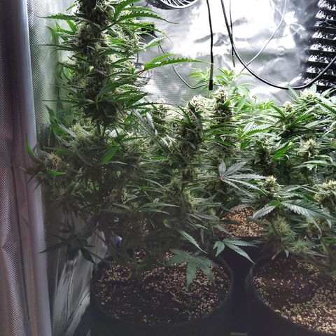 Anneliese (Amnesia zkittlez auto by fastbuds) growlog timeline photo