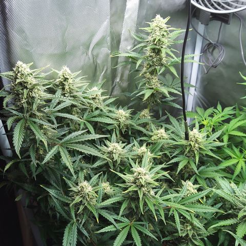 Anneliese (Amnesia zkittlez auto by fastbuds) growlog timeline photo