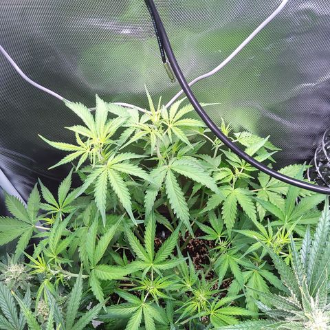 Northern Lights Auto by White Label growlog timeline photo