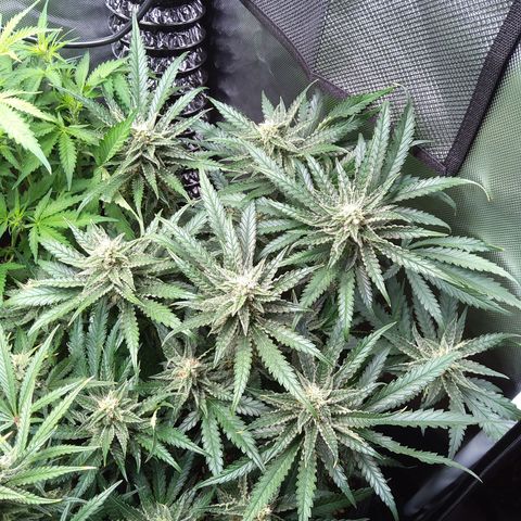 Sieglinde (cherry Cola auto by fastbuds) growlog timeline photo