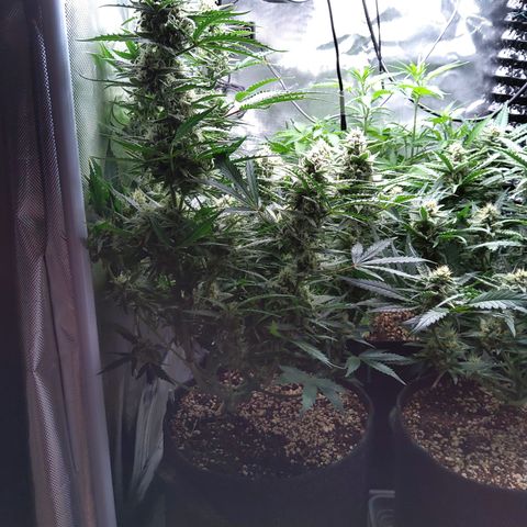 Anneliese (Amnesia zkittlez auto by fastbuds) growlog timeline photo