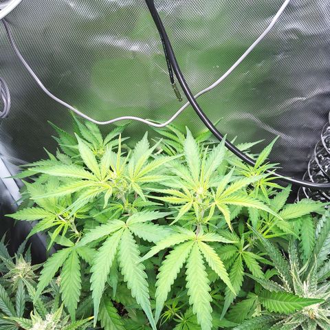Northern Lights Auto by White Label growlog timeline photo