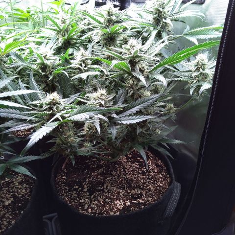Sieglinde (cherry Cola auto by fastbuds) growlog timeline photo