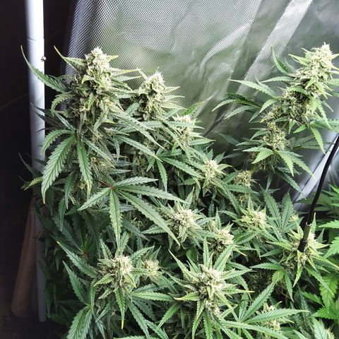 Anneliese (Amnesia zkittlez auto by fastbuds) growlog timeline photo