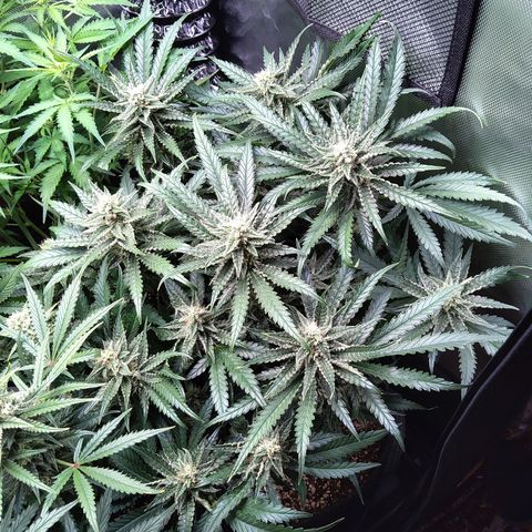 Sieglinde (cherry Cola auto by fastbuds) growlog timeline photo