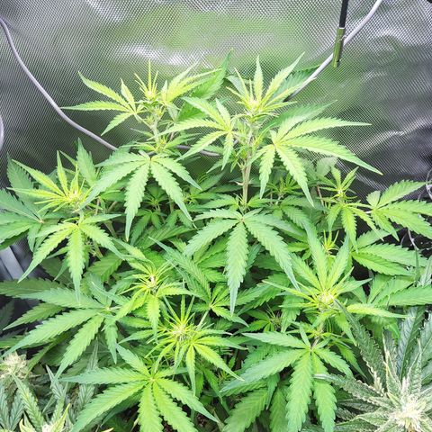 Northern Lights Auto by White Label growlog timeline photo
