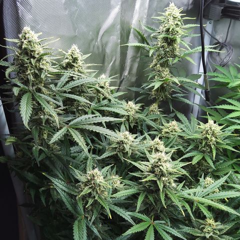 Anneliese (Amnesia zkittlez auto by fastbuds) growlog timeline photo