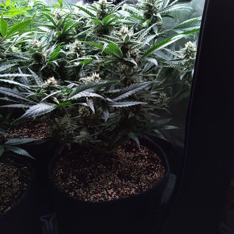 Sieglinde (cherry Cola auto by fastbuds) growlog timeline photo