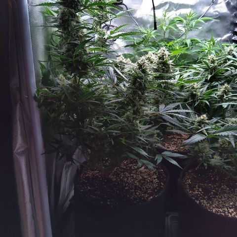 Anneliese (Amnesia zkittlez auto by fastbuds) growlog timeline photo