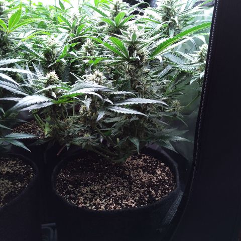 Sieglinde (cherry Cola auto by fastbuds) growlog timeline photo