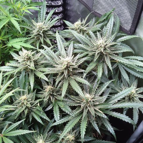 Sieglinde (cherry Cola auto by fastbuds) growlog timeline photo
