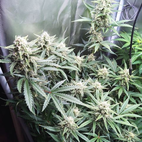 Anneliese (Amnesia zkittlez auto by fastbuds) growlog timeline photo