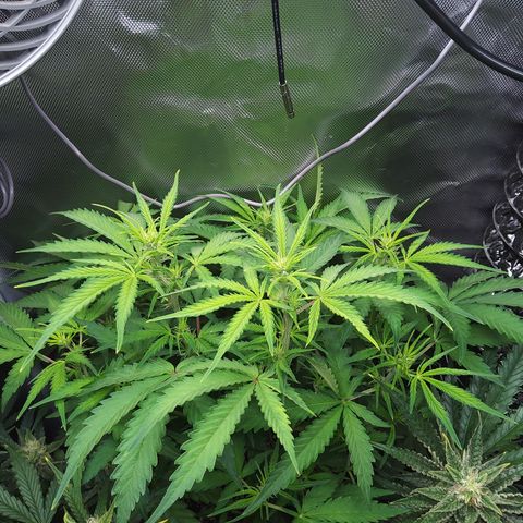 Northern Lights Auto by White Label growlog timeline photo