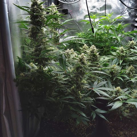 Anneliese (Amnesia zkittlez auto by fastbuds) growlog timeline photo