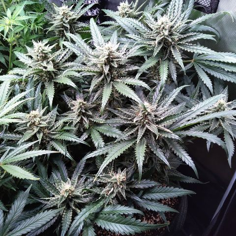 Sieglinde (cherry Cola auto by fastbuds) growlog timeline photo